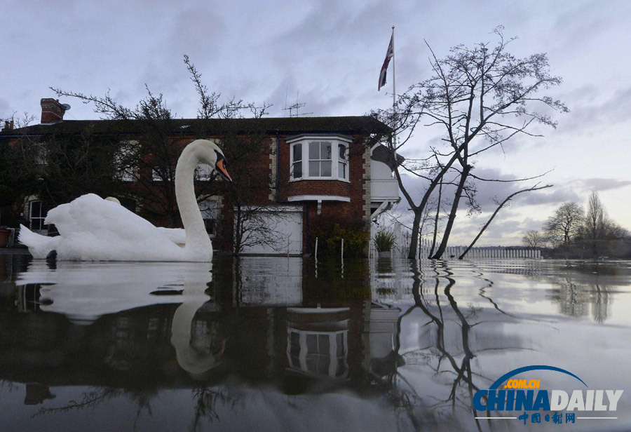 一周看天下:洪水中的天鵝