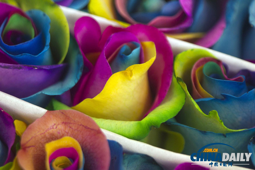 神秘的厄瓜多爾熒光玫瑰 如夢似幻（圖）