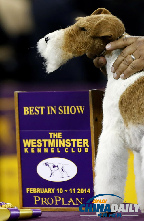 獵狐小狗贏得美國犬展大獎(jiǎng) 站獎(jiǎng)杯里“慶祝”