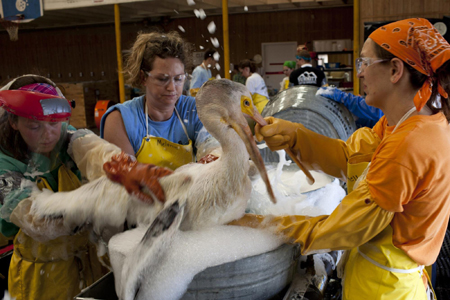 Oil-covered pelicans cleaned