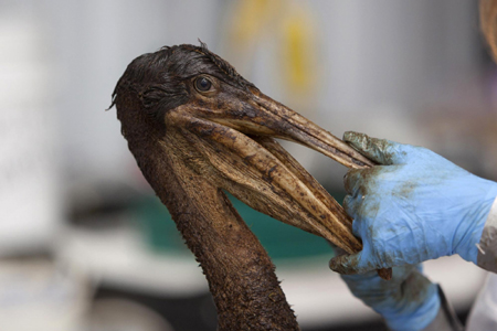 Oil-covered pelicans cleaned