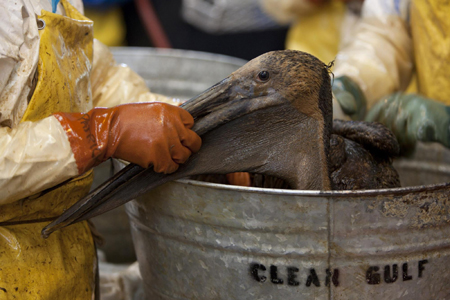 Oil-covered pelicans cleaned