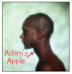 Adam's Apple: 喉結