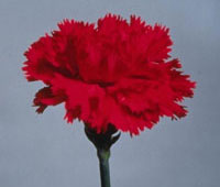 <FONT COLOR=#B53A00>2007年母親節特輯</FONT>