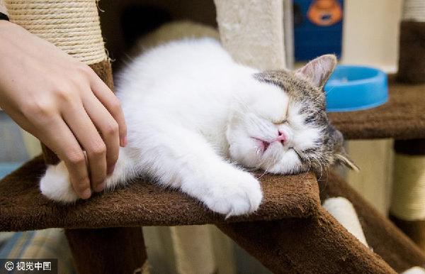 貓經濟興起 今天你“吸貓”了嗎？