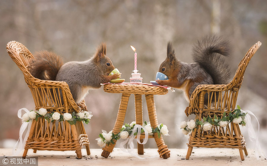 英國王室婚禮在即！看小松鼠演繹“童話婚禮”（組圖）