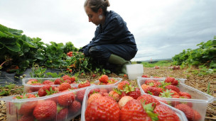 中國草莓進軍溫網“草莓冰激凌”
