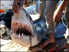 Shark Attack! 鯊魚入侵！