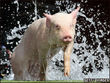 Pig Academy 養豬專業進入高等學院