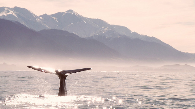 A whale of a time 快樂時光