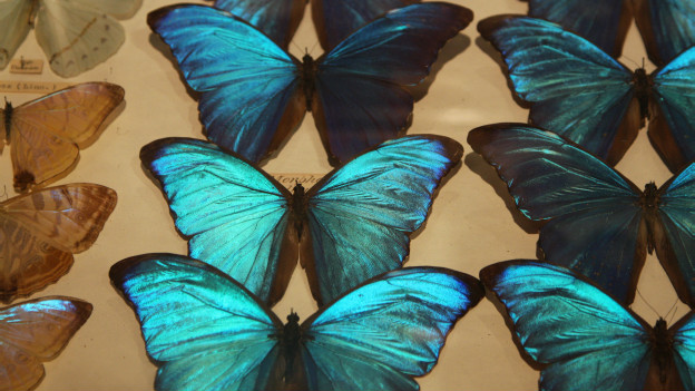 Butterflies in my stomach 肚子里有蝴蝶？