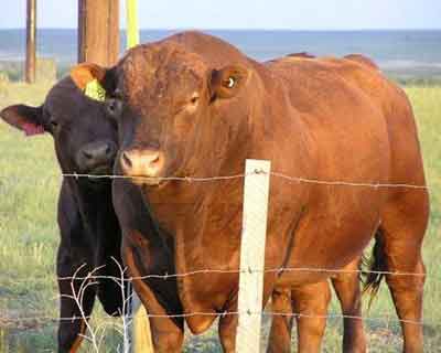 你認識這六種奇特的雜交動物嗎？
