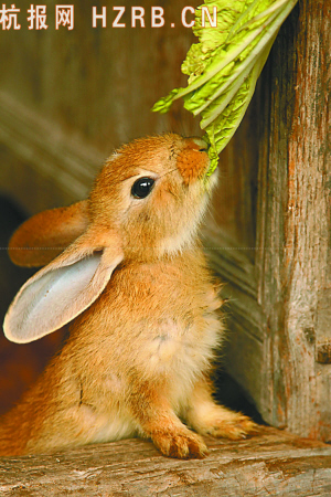 “90后”大學生給兔子當起攝影師