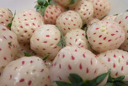 我不想看書！因為我有“密集恐懼癥”！