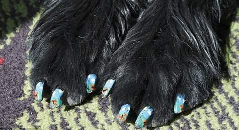 你家寵物“美甲”了嗎？