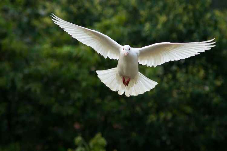 “被放鴿子”、“放別人鴿子”該怎么說？