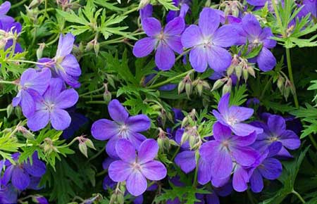 全球變暖會使花變得更香？