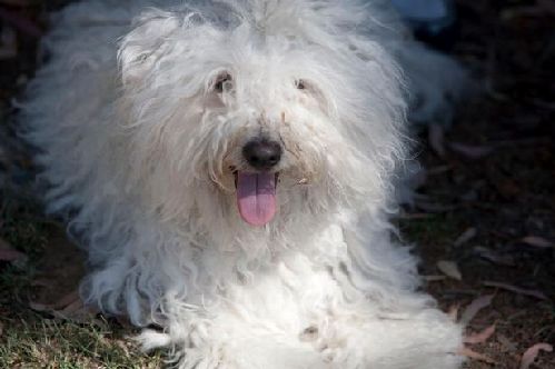 2014萌萌噠！網絡最紅寵物年度盤點