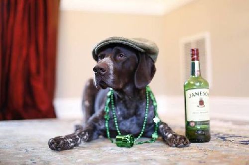 不忍直視的動物節日打扮