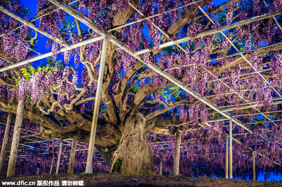 現實版《阿凡達》靈魂樹花開