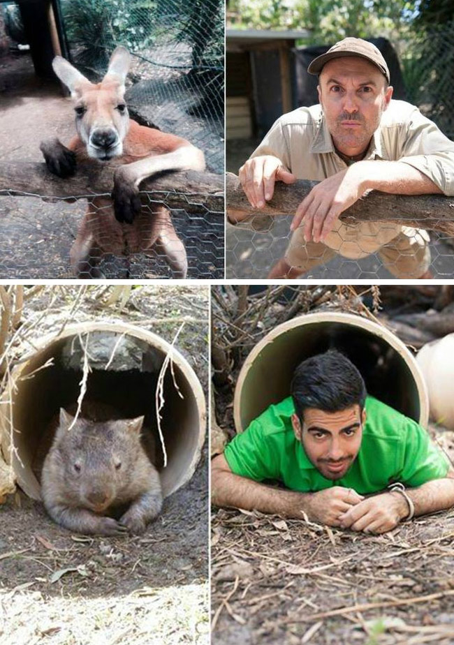 腦洞大開！澳大利亞飼養員模仿動物大賽