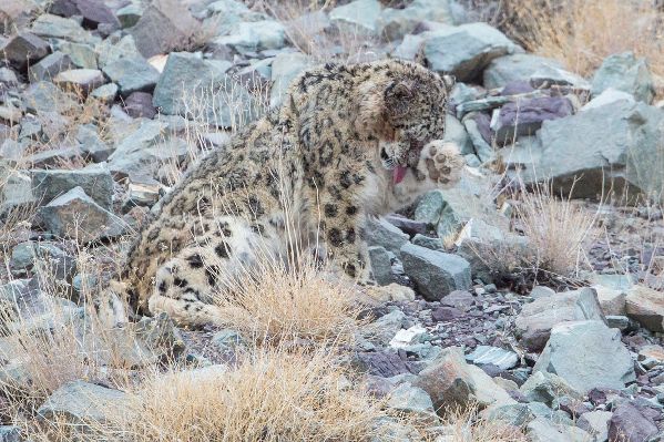 考眼力：圖中的雪豹在哪兒？