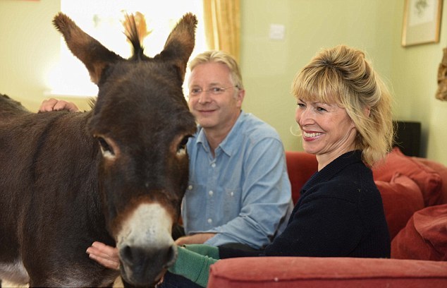 英國3歲小毛驢以為自己是狗 愛遛彎、愛抱抱、愛看網(wǎng)球