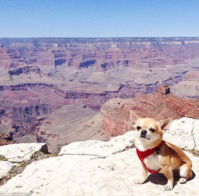 周游世界的汪星人，你羨慕嗎？