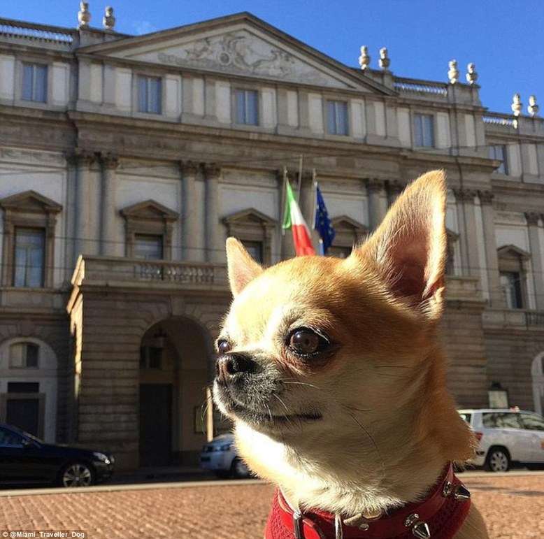 周游世界的汪星人，你羨慕嗎？