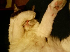 如何用英語淡定回應別人的贊美