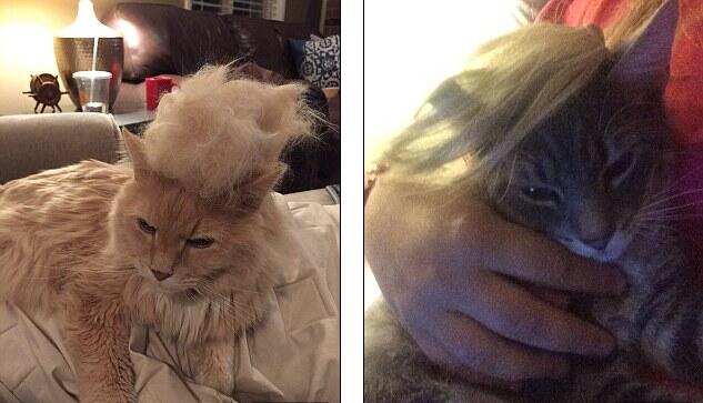 “特朗普發型”走俏喵寵界