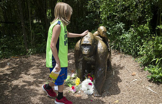 四歲男童爬入猩猩池，動物園射殺大猩猩引爭議