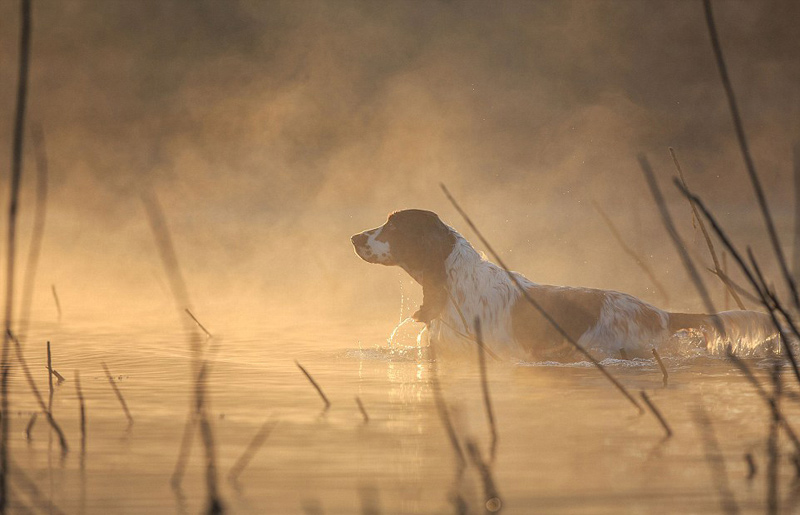 年度狗狗攝影大賽優秀作品日前展出（組圖）