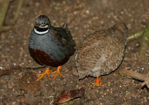 1美元在世界各國可以買到啥？