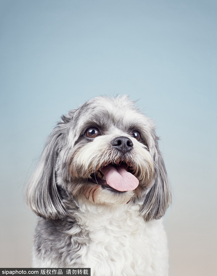 鏟屎官們看過來！狗狗“證件照”要這么拍（組圖）