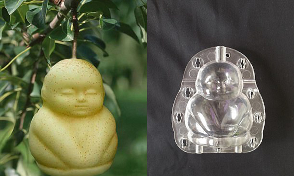 五角星黃瓜、方形西瓜、骷髏頭南瓜 神奇模具讓果蔬大變身