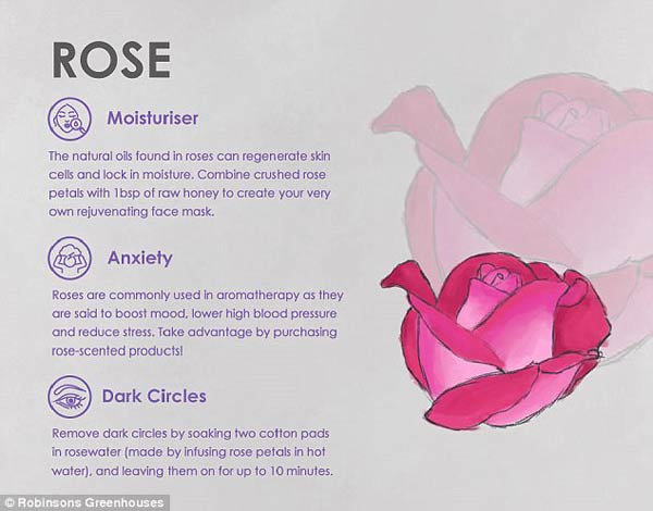 專家揭秘鮮花天然美容法 皺紋、痘痘、黑眼圈全搞定