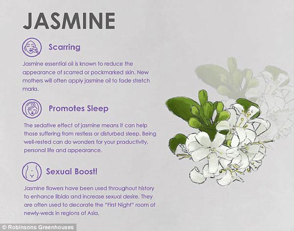 專家揭秘鮮花天然美容法 皺紋、痘痘、黑眼圈全搞定