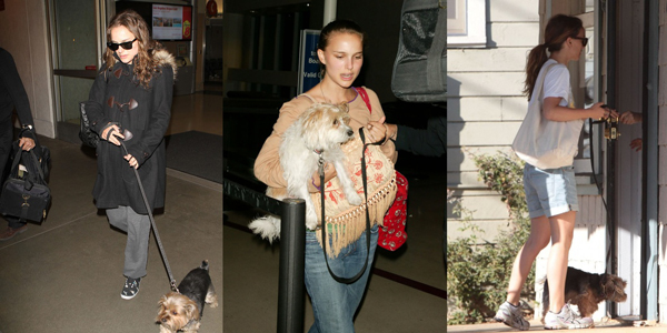 明星愛犬咬傷鄰居間接致其死亡，寵物不拴繩害人也害狗