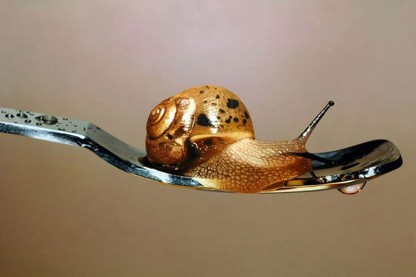 比照片更逼真的畫作，攝影師：你們畫畫的干嘛搶我飯碗