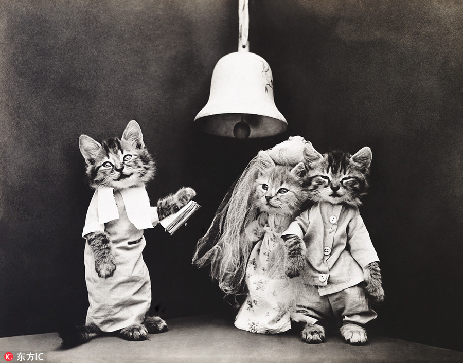 萌物過家家！一個世紀(jì)前的攝影家教你如何正確吸貓吸狗