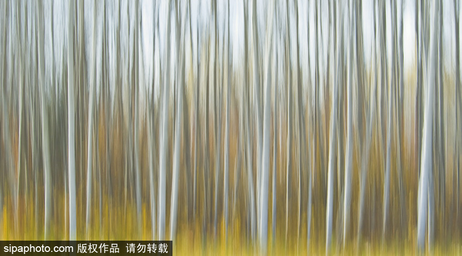 純凈的北方國度 加拿大冬日風光（組圖）