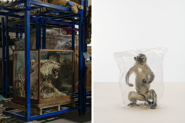 雙語(yǔ)盤(pán)點(diǎn)：2017年，我們了解到哪些科學(xué)新知？