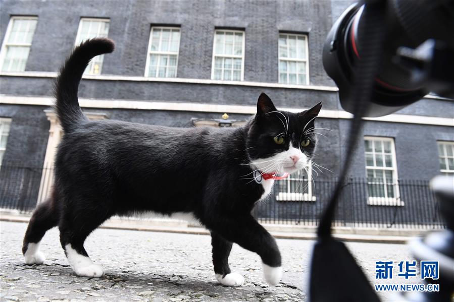 萌萌噠！“治愈系”動(dòng)物們的憨萌瞬間（組圖）