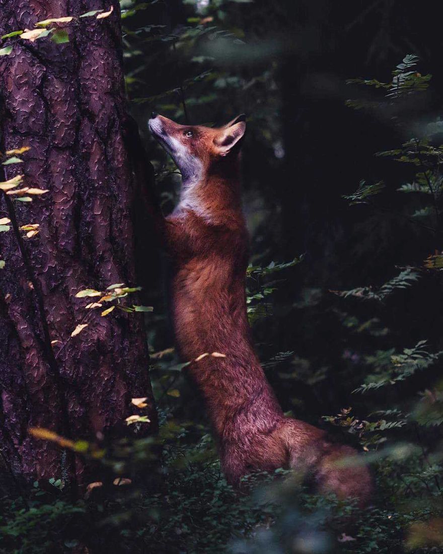 每一張都想用作壁紙 原來動(dòng)物才是最頂級(jí)的模特（組圖）
