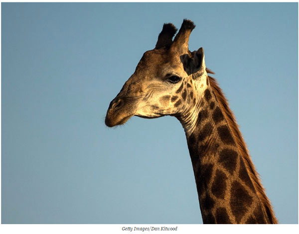 關于動物的14個誤解 個個讓你驚掉下巴