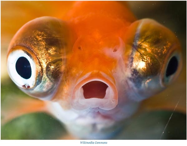 關于動物的14個誤解 個個讓你驚掉下巴