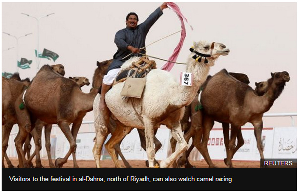 駱駝選美也造假！部分駱駝因整容被取消資格