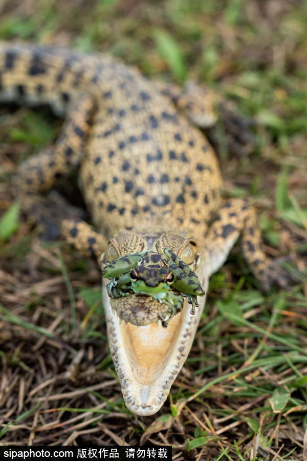 你的“蛙兒子”回來(lái)了嗎？盤(pán)點(diǎn)動(dòng)物界佛系蛙日常萌照（組圖）