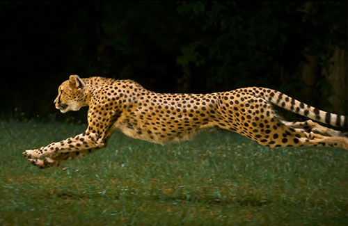 人類為什么能成為地球上最厲害的長跑健將？